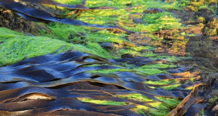 seaweed