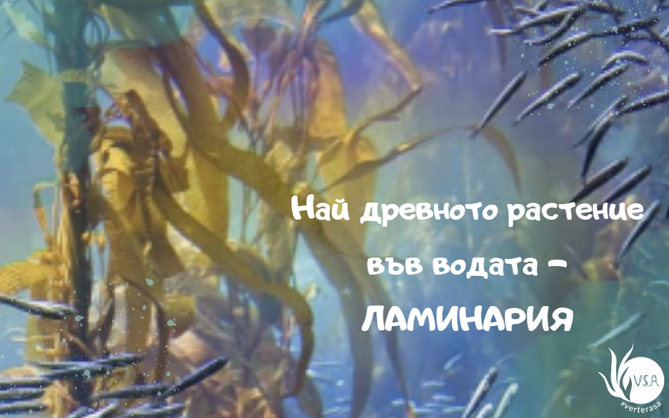 ламинария