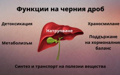 Какви храни възстановяват черния дроб?